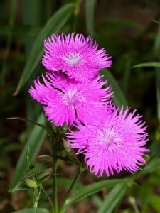 Dianthus